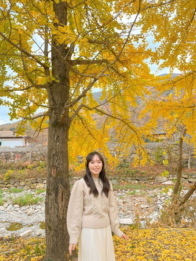 은행나무길과 물들어있는 단풍이 보이는 울산 다담한옥