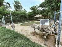 "Viva Foresta Farm" ฟาร์มสัตว์แปลกแห่งจันทบุรี 🐧