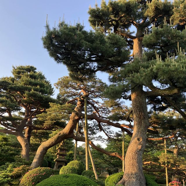 【兼六園】早朝が最高☀️