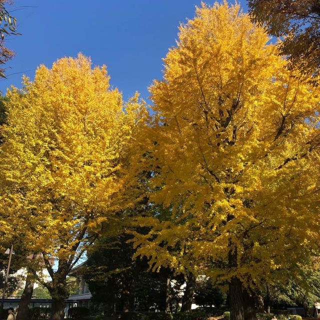秋は紅葉