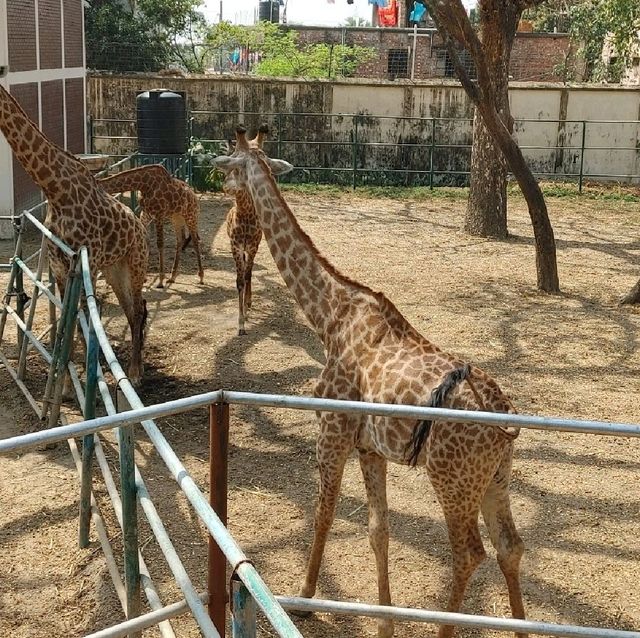 Bangladesh Dhaka International zoo 
