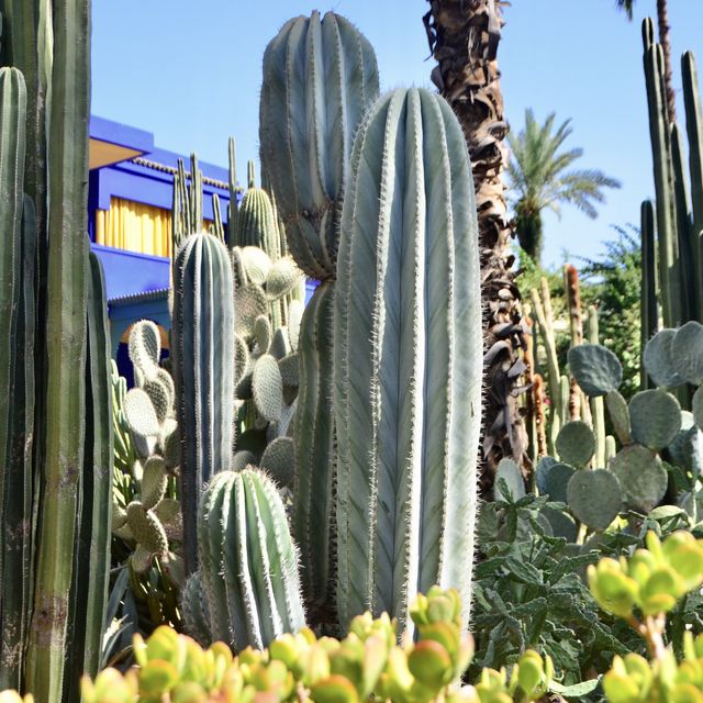 北非迷情💗摩洛哥MARRAKECH｜YSL的私人花園JARDIN MAJORELLE，宛如世外桃源! 