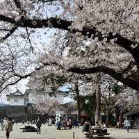【神奈川】お城と満開の桜が美しい桜の名所🌸
