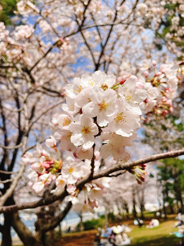桜咲き誇る【カップヌードルミュージアムパーク】