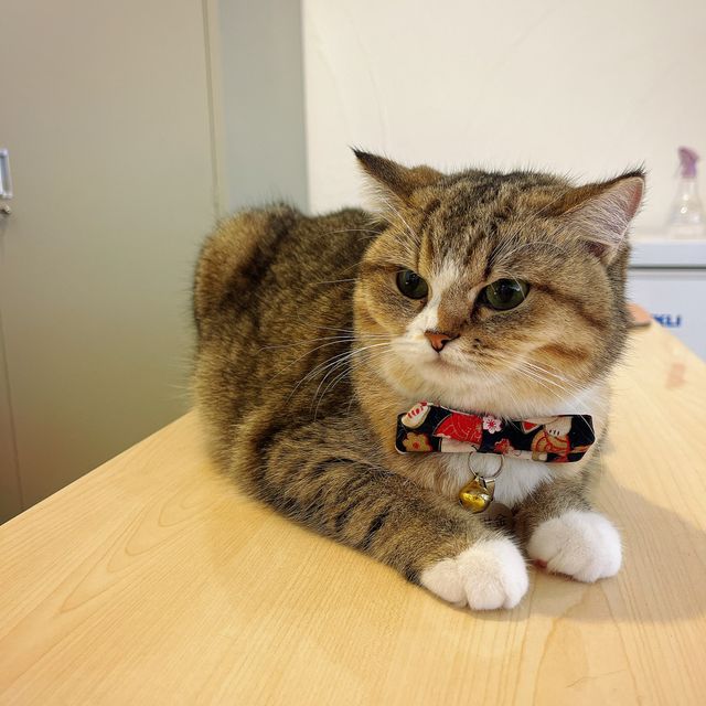🐱 萌爆喵星人伴你渡過週末
