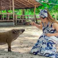 ไปหาน้องหมูบนเกาะกลางทะเลกัน 🐷😆🌊