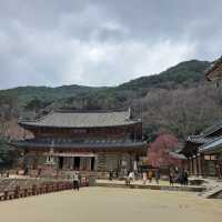 매화 명소 [구례 화엄사]