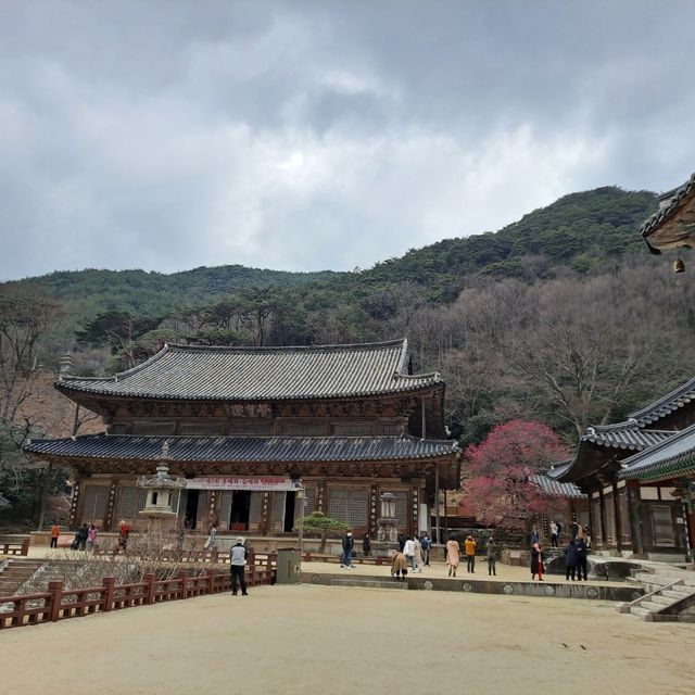 매화 명소 [구례 화엄사]