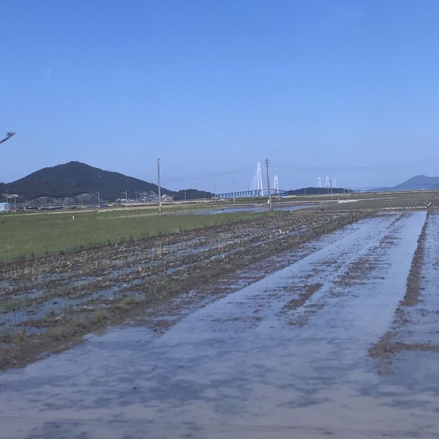 신안 암태도 유채밭