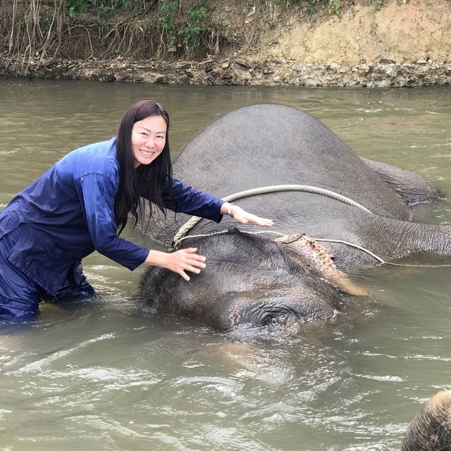 Thom’s Pai Elephant Camp