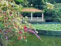 青衣賞花好地方