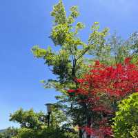 【神奈川】美しい苔を眺めながら散策を楽しむ