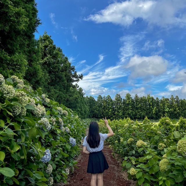 제주도 꽃 구경 명소, 보롬왓💐