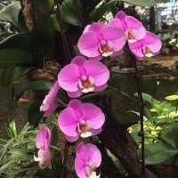 Spotting Orchids and the beautiful Surrounding Changi Airport