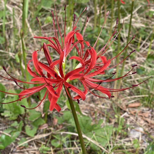 [전라도][영광] 불갑사 상사화 꽃 축제🌺