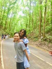 Bilar Man-made Forest