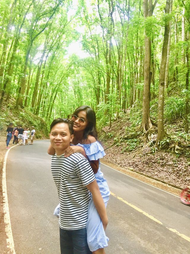 Bilar Man-made Forest