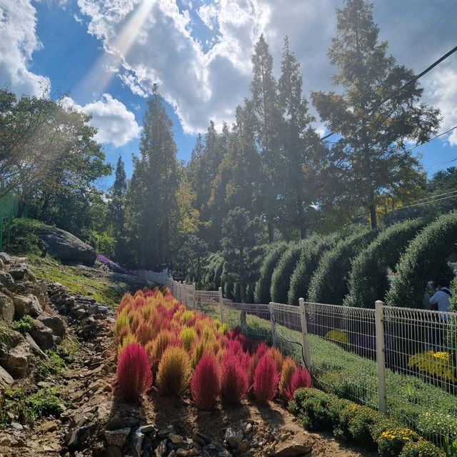 가을 국화꽃 가득한 아산 피나클랜드 수목원 🌳 