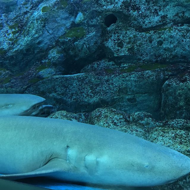 新加坡🇸🇬聖淘沙最大水族館‼️觀賞魚群好地方