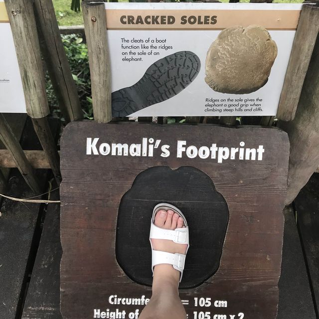 新加坡🇸🇬親子活動必到新加坡🇸🇬動物園❤️