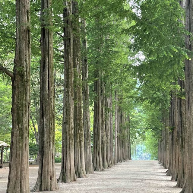 여름 냄새 가득했던 초록 초록한 남이섬 메타세콰이아 길 💚