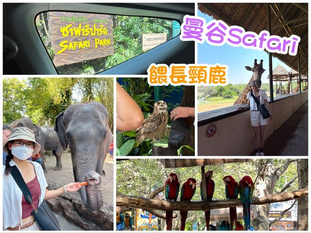 曼谷Safari~近距離餵長頸鹿