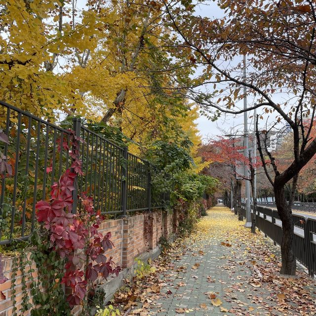 노원구 단풍로드 @청원고등학교 옆 길