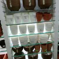 Plant Lovers Favourite Corner 
