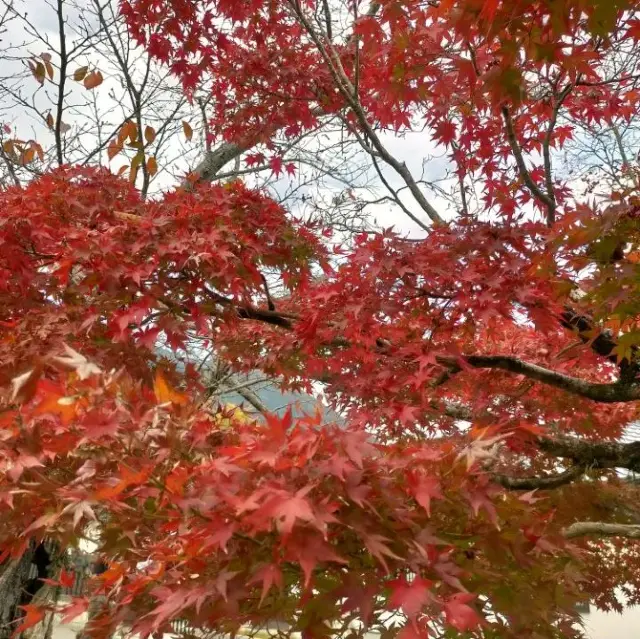 錦帯橋紅葉谷公園

