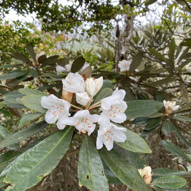 這裡是苗栗加里山