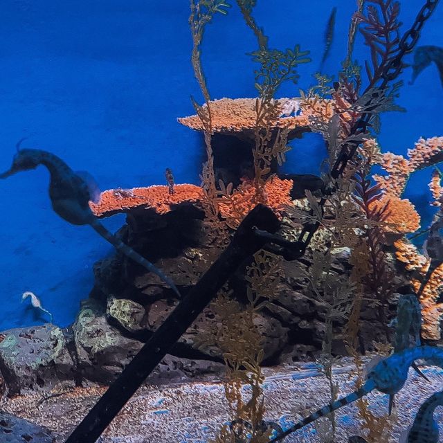 Shanghai Ocean Aquarium  Shanghai Ocean Aquarium