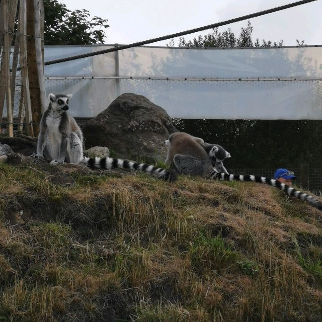 Beautiful moments at Peak Wildlife Park 