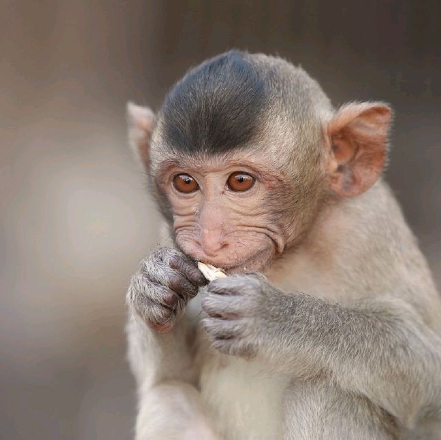 Lopburi monkeys