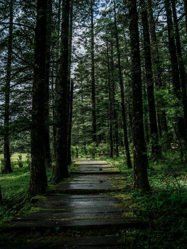 A moment of solitude in Lijiang 🌲