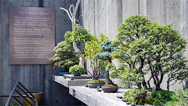 Bonsai Curator’s Talk & Tour | The North Carolina Arboretum