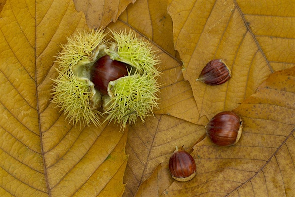 Autumn on the Marshes Photography Course (ECC 2806) | Carlton Marshes Nature Reserve & Visitor Centre