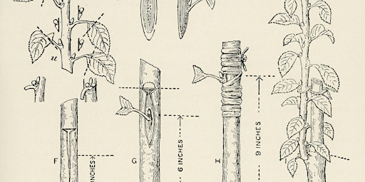 Fruit tree grafting | St Ann's Allotments