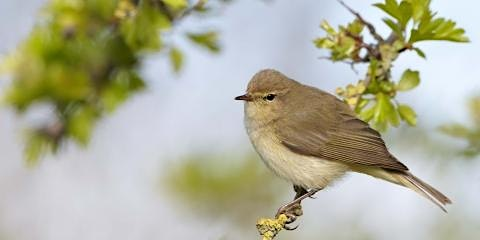 Wildlife workshop: Introduction to spring birds (BLC) | Lackford Lakes Nature Reserve