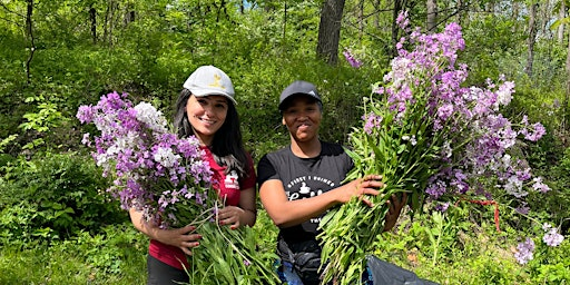 Foraging Invasives as Stewardship: Dame's Rocket // Saturday, May 9th | 57 Mountain Ave