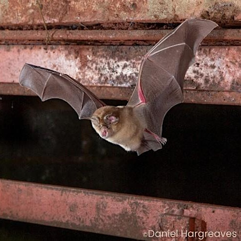 Bovey Tracey Bat Safari | National Trust - Parke