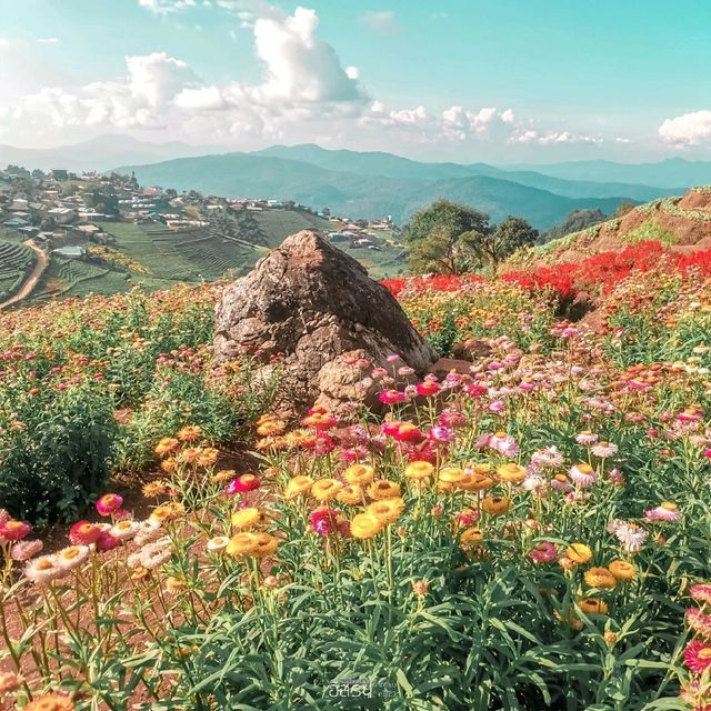 สวนดอกไม้​ แกรนวิว-การ์เด้น​ ​| ม่อนแจ่ม​ 
