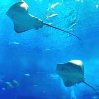美麗海水族館