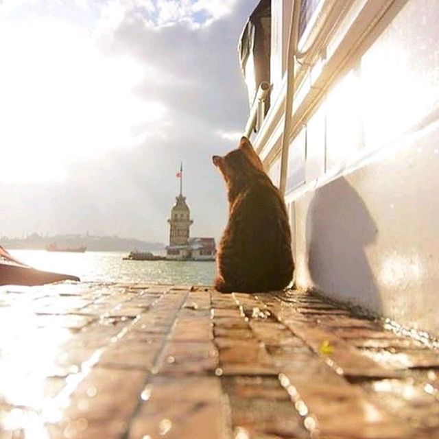 City of cats- amazing weekend in Istanbul
