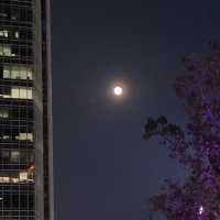 中環的魅力是無法阻擋的.璀璨的夜景