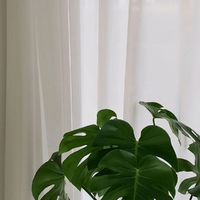 마산 디저트카페, 바라봄 🍪
