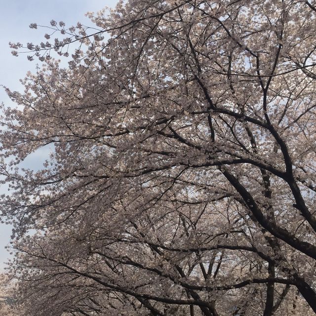 벚꽃은 경화역이 최고