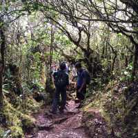Enchanting Mossy Forest
