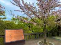 京都　KYOTO SAKURAめぐり❗️まさに、いとをかし清水寺の桜に大満足❗️