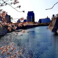 Cherry Blossoms at Osaka
