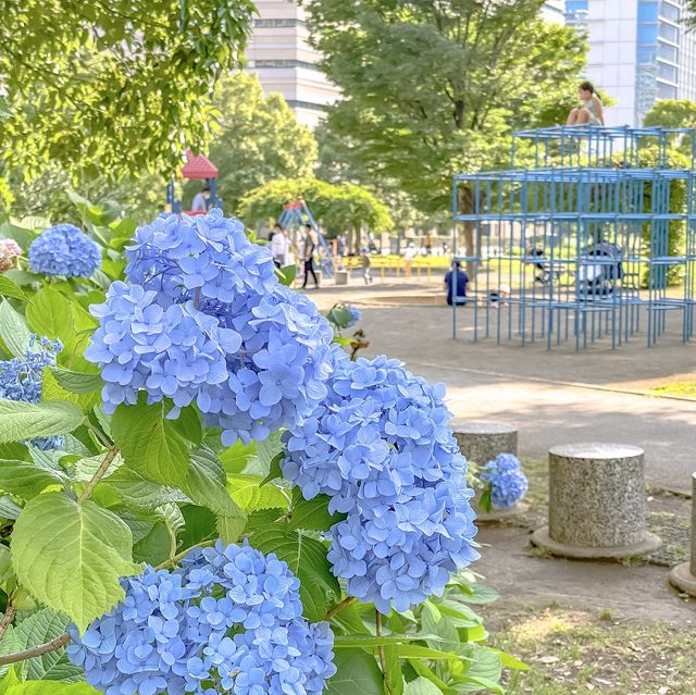 高島中央公園の遊具と紫陽花